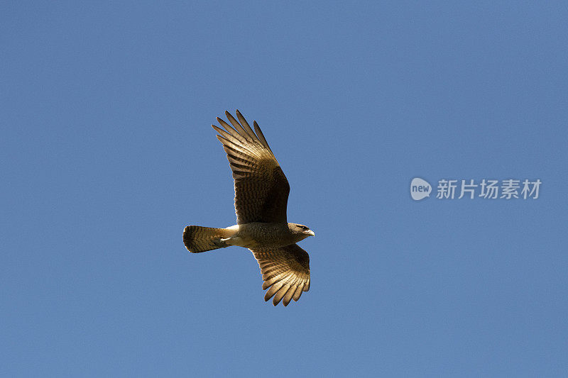 Chimango Caracara (Milvago ximango)